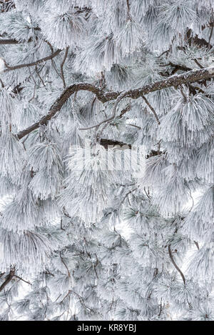 Ponderosa Pine with frost covered needles, Wallowa Valley, Oregon. Stock Photo