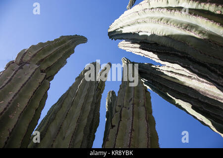 Desert Botanical Garden, cacti close-up, Phoenix, Arizona Stock Photo