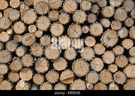 Log wood pile Stock Photo