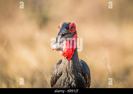 Southern ground hornbill with a Rain frog kill. Stock Photo