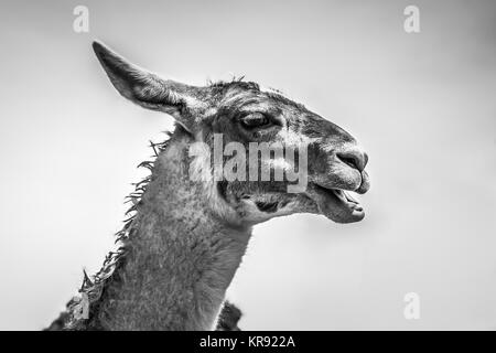 Llama portrait in Machu Picchu, Cuzco, Peru Stock Photo