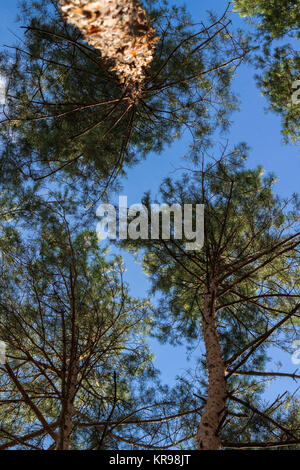 Pine stems tops sky look-up Stock Photo