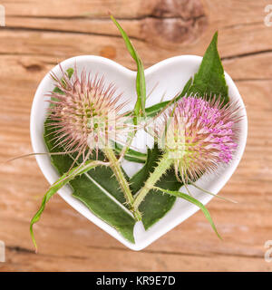 homeopathy and cooking with herbs,teasel Stock Photo