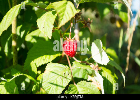 Raspberry on a twig Stock Photo