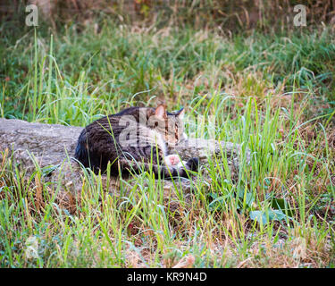 Cat is sleeping on the stone. So sweet nap cat. Stock Photo