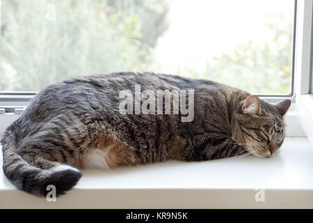 Cat is sleeping at the window. So sweet nap cat. Stock Photo