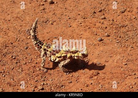 thorny devil in the northern territory in australia Stock Photo