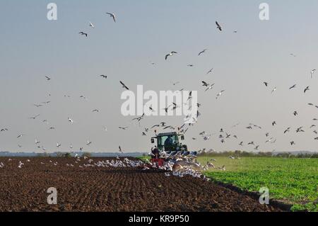 ploughing farmer,surrounded by food-seeking gulls gollendorfer wiek,insel fehmarn Stock Photo