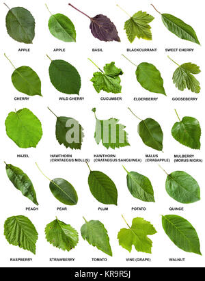 set of green leaves of trees and shrubs with names Stock Photo