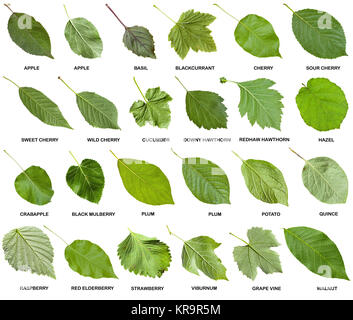 collage from green leaves of trees with names Stock Photo