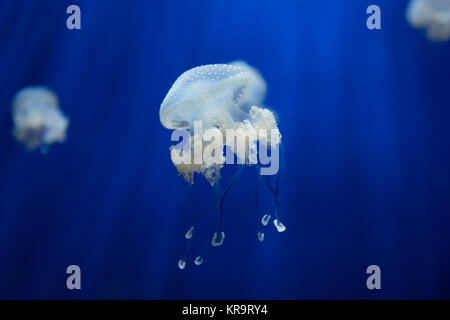 medusa jellyfish underwater diving photo egypt red sea Stock Photo