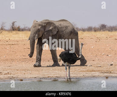An Ostrich and an Elephant at a watering hole in the Namibian savanna Stock Photo