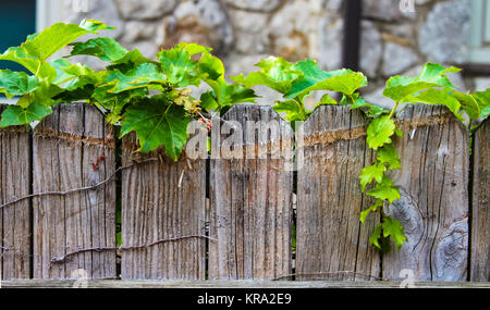 Ivy growing along the top of a worn wooden fence with blurred stone wall in the background Stock Photo