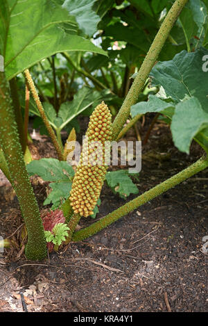 Gunnera tinctoria Stock Photo