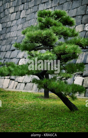 Japanese black pine tree, Pinus thunbergii, in front of stone castle wall in Osaka, Japan Stock Photo