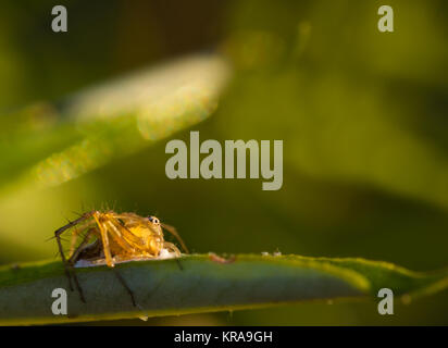 Jumping spider photographed in their natural environment. Stock Photo