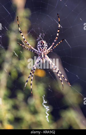 Spider in its web . Spider photographed in their natural environment. Stock Photo