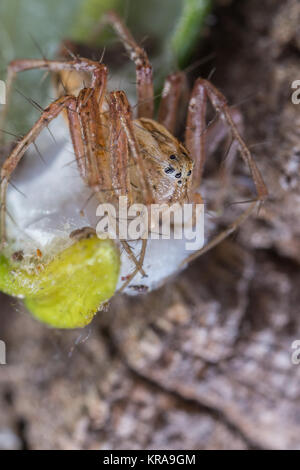 Jumping spider photographed in their natural environment. Stock Photo