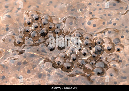 A clump of frogspawn of the Common Frog (Rana temporaria) in a woodland pool. Clogheen, Tipperary, Ireland. Stock Photo