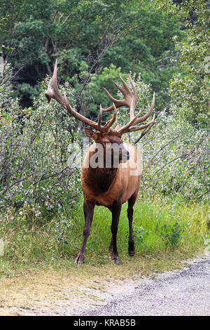 a-majestic-bull-elk-shows-off-his-antlers-krab5b.jpg