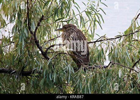 A juvenile Black Crown Night Heron in a Russian Olive tree. Stock Photo