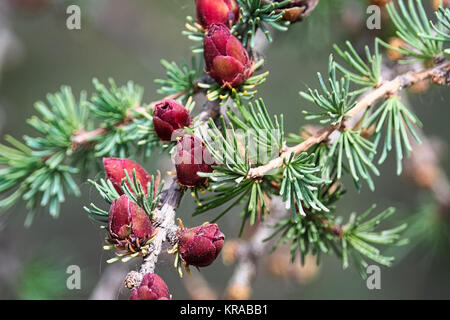 Closeup view of branches with young tamarack cones. Stock Photo