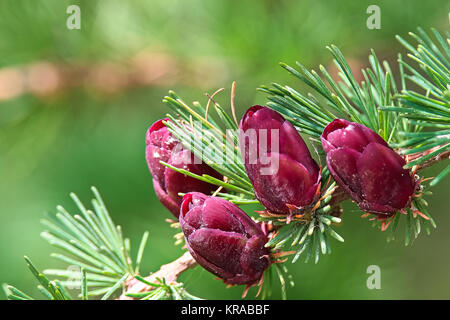 Macro view of branches with young tamarack cones. Stock Photo