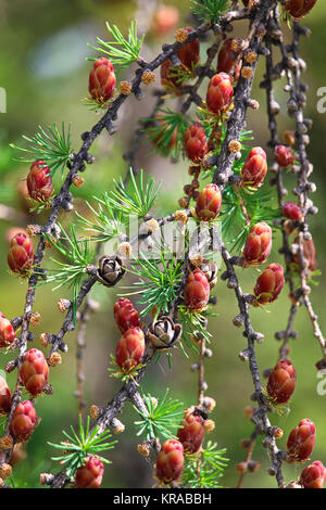 Closeup view of branches with young tamarack cones. Stock Photo