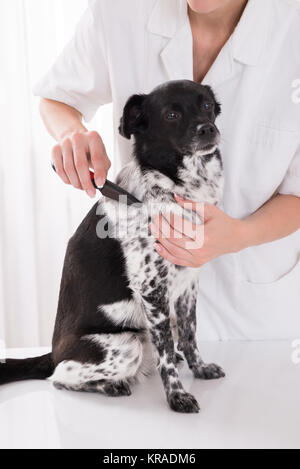 Vet Combing Dog's Hair Stock Photo