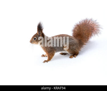 red squirrel with fluffy tail standing on white snow Stock Photo