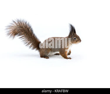 red little squirrel standing on white snow in wintertime Stock Photo