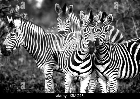 Family of a wild African zebras Stock Photo