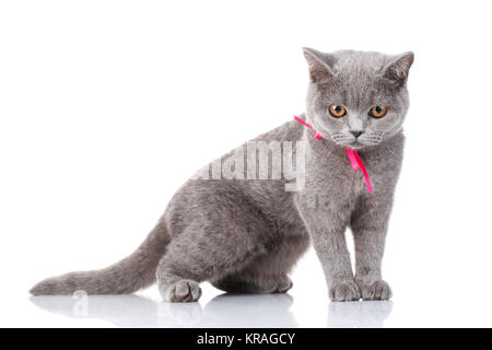 grey Scottish Fold cat with pink ribbon sitting on white Stock Photo