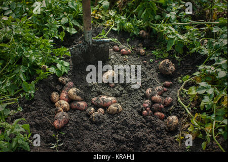Fresh harvesting potatoes Stock Photo