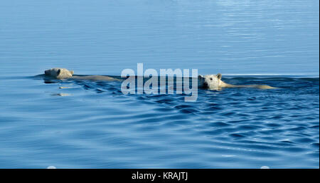 Two Polar Bears Swimming in Scoresby Sound, Greenland, summer 2017 Stock Photo