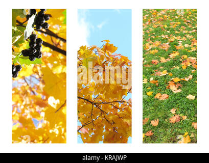 three photo background for autumn banners. Autumn trees, leaves  Stock Photo