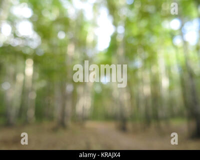 Blur nature green park with bokeh sun light Stock Photo