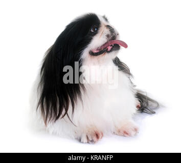 Pekingese dog in front of white background Stock Photo
