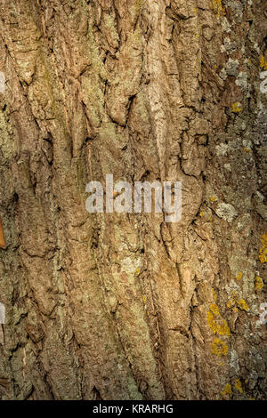 Close-up of a bark of old poplar tree