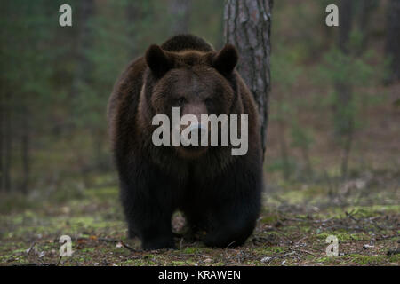 Brown Bear / Braunbaer ( Ursus arctos ) walking through a forest, impressive encounter, close, frontal shot, Europe. Stock Photo