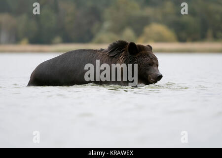 Brown Bear / Braunbaer ( Ursus arctos ), refreshing, bathing, playing in a lake, walking through shallow water, Europe. Stock Photo
