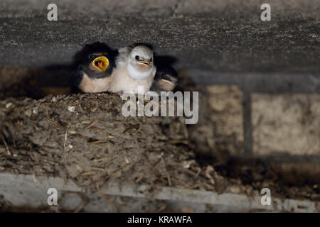 Barn Swallow / Swallows ( Hirundo rustica ), begging chicks in nest, almost fledged, one with white plumage (gen defect), leucistic, leucism, Europe. Stock Photo