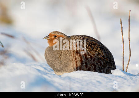 Grey Partridge / Rebhuhn ( Perdix perdix ), adult, sitting in fresh fallen snow, on a sunny winter morning, wildlife, Europe. Stock Photo