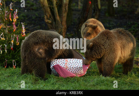 Brown bears enjoy a christmas present stuffed with their favorite snack, at ZSL Whipsnade Zoo in Dunstable, Bedfordshire. Stock Photo