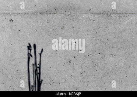 Shadows of plants on concrete wall; Tokyo Stock Photo
