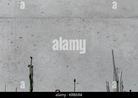 Plants in front of concrete wall; Tokyo Stock Photo