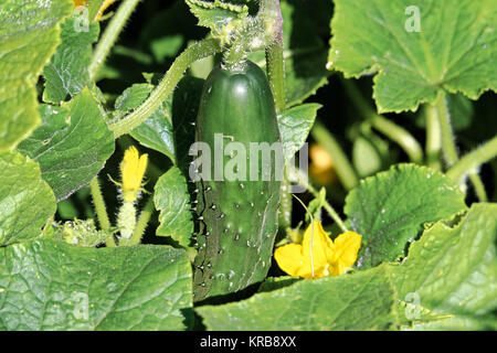 Closeup of an organic cucumber growing in the field. Stock Photo