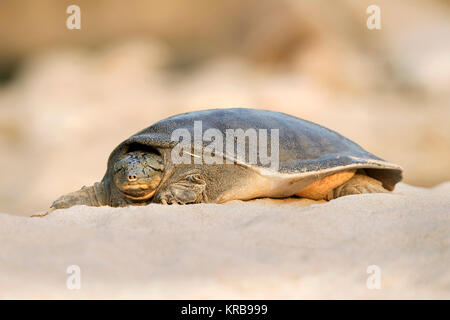 The image of Indian softshell turtle (Nilssonia gangetica), or Ganges ...