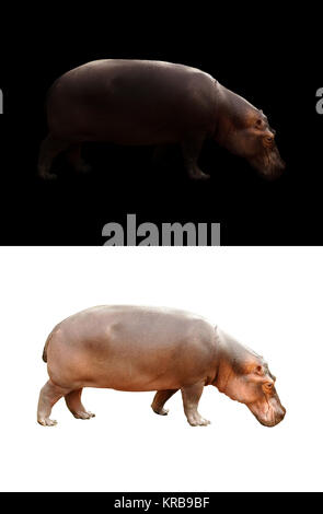 hippopotamus on dark and white background Stock Photo