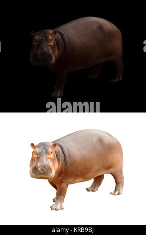 hippopotamus on dark and white background Stock Photo